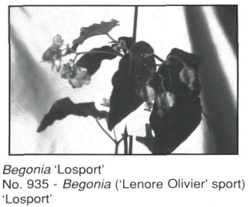 B. ‘Losport’